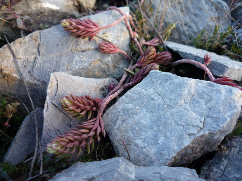 Sedum  sp.?